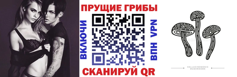 продажа наркотиков Химки Псилоцибиновые грибы Psilocybe